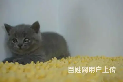 哪里有英短蓝猫卖的 蓝猫多钱一只 - 图片 1