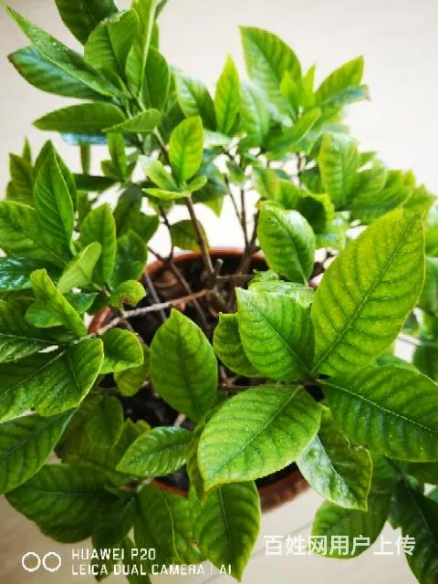 三年丛生栀子花，枝叶茂盛，花开四溢！！ - 图片 1