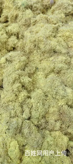 蒲棒蒲黄采摘收购，李子，李子壶收购 - 图片 1