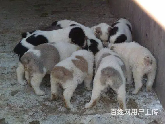 精品中亚牧羊犬体型完美 大骨架 保健康 疫苗齐全 - 图片 6