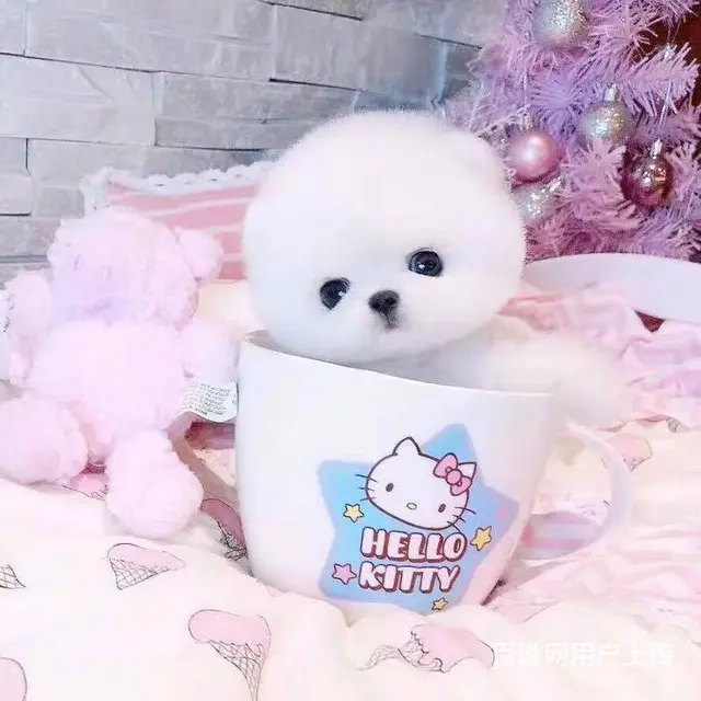 纯种博美 哈多利球体博美 白色博美犬多少钱一只 - 图片 9