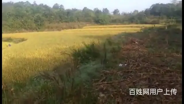 当阳市淯溪镇农村土地流程50亩林地 山地，旱地水田出租，出售 - 图片 1