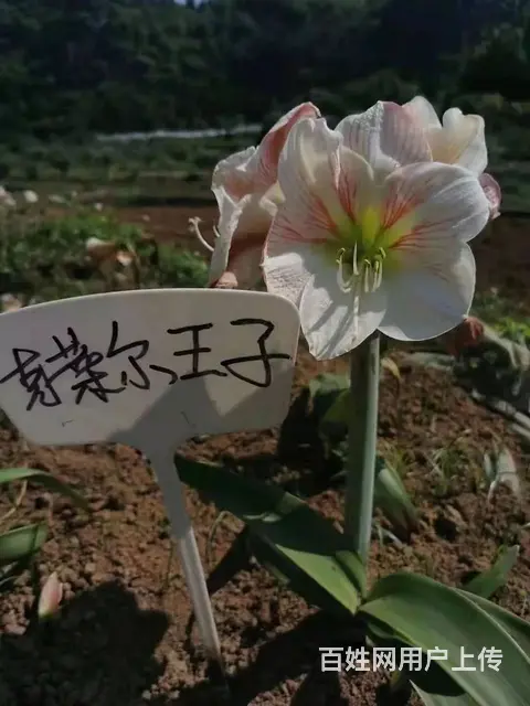 云南昆明美旗花卉基地批发鲜花满天星玫瑰向日葵各种草 - 图片 8