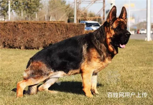 纯种德牧 锤系德牧 正宗德国黑背 用诚信做生意 - 图片 4