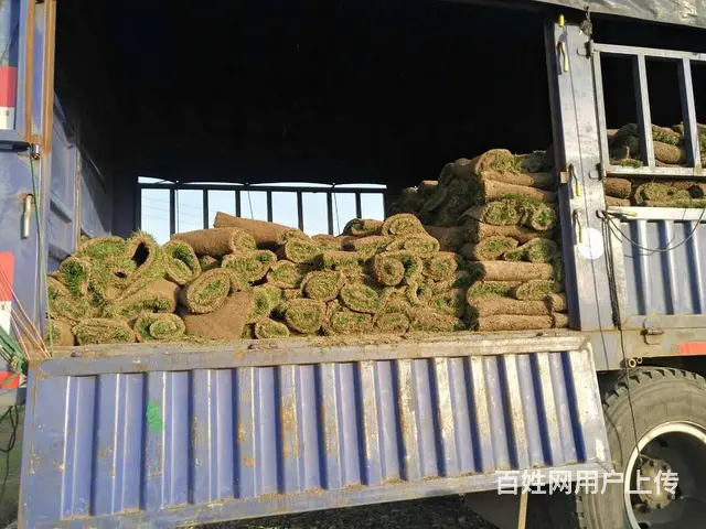 娄底草皮价格怎么样，铺设效果好吗，在哪有草皮买？ - 图片 4