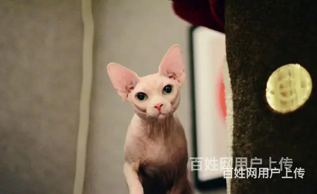 枣庄纯种双血统无毛猫怎么卖 - 图片 9