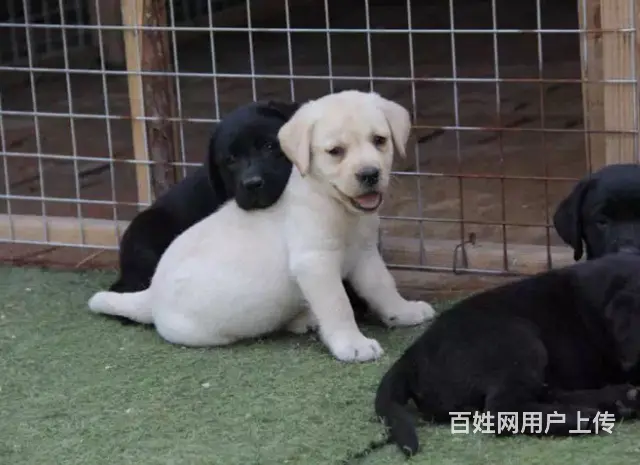 本地犬舍出售拉布拉多幼犬 签协议质保3个月健康 - 图片 1