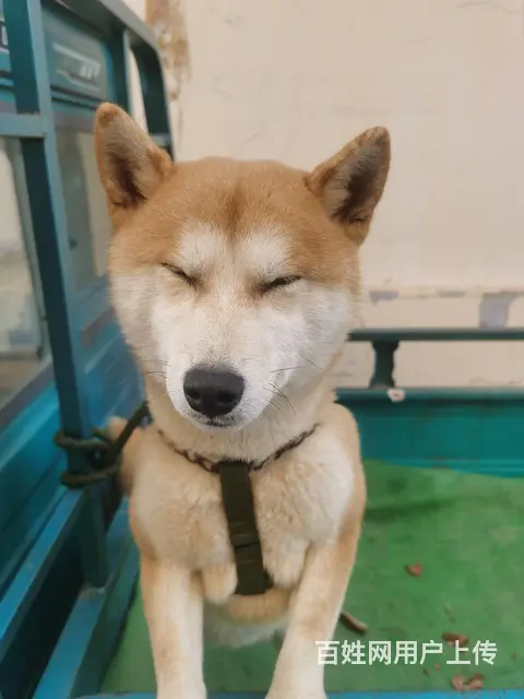 自家柴犬出售 - 图片 3