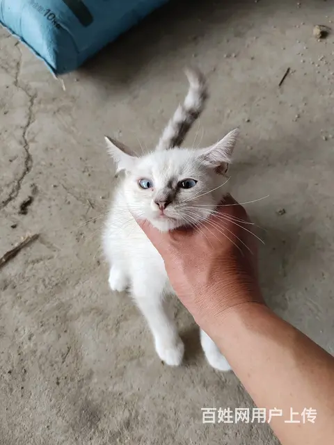 漂亮猫猫出售 - 图片 1