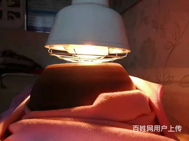锡伯族古医术技术合作 - 图片 7