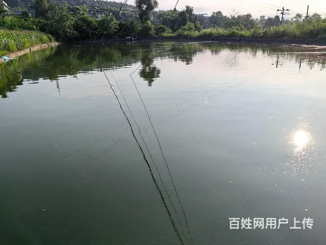旺铺居）房东直租4.5亩鱼塘带三间房停车方便 - 图片 6