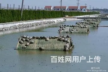 辽宁大华水产网箱拆除赔偿评估 - 图片 4
