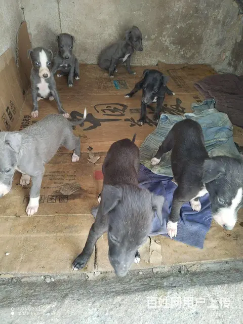 自家繁殖格惠犬 - 图片 1