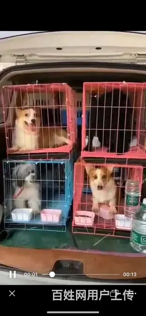 常州宠物托运公司 - 图片