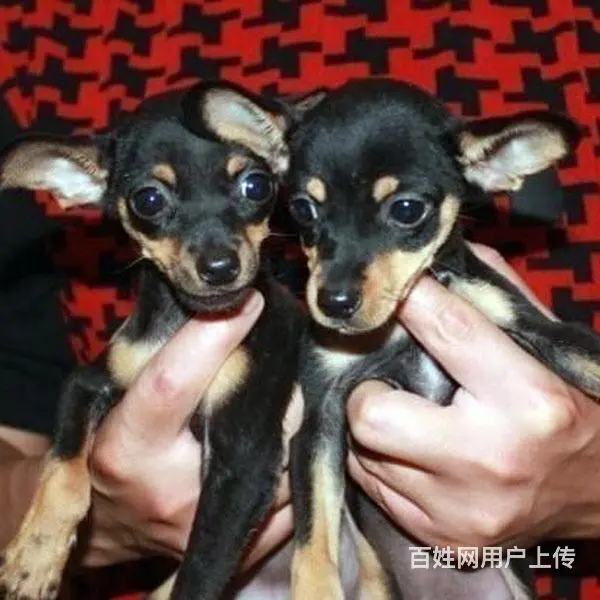 宿迁本地到哪可以买小鹿犬 咨询小鹿犬市场价格 - 图片 7