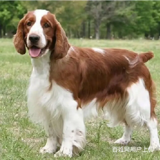 辽阳【十年老店】常年繁殖优质血统史宾格幼犬 - 图片 10