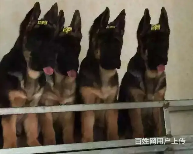 出售双血统锤系德牧cku注册售后可签协议有保障 - 图片 4