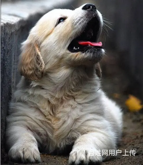 广州纯种金毛犬价格 狗舍直销 包纯种健康签协议 - 图片 9