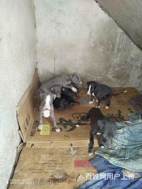 自家繁殖格惠犬 - 图片 2