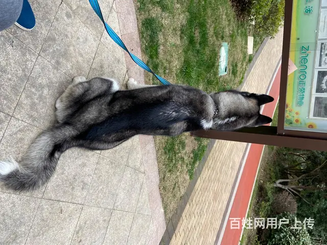 【搞定了！】苏州成年哈士奇领养 - 图片 8