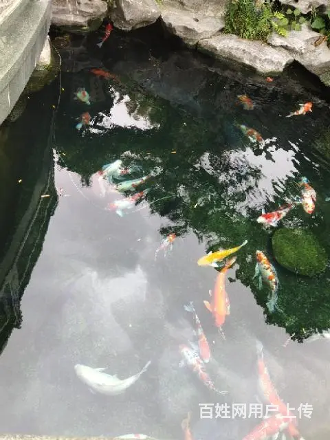 鱼池维护 - 图片 7
