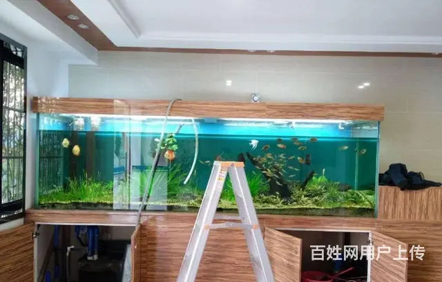 水簇服务 鱼缸换水清洗 鱼缸维修保养 - 图片 5