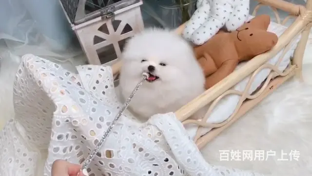 专业繁殖博美，哈多利球体博美，可送货上门挑可签协议 - 图片 9