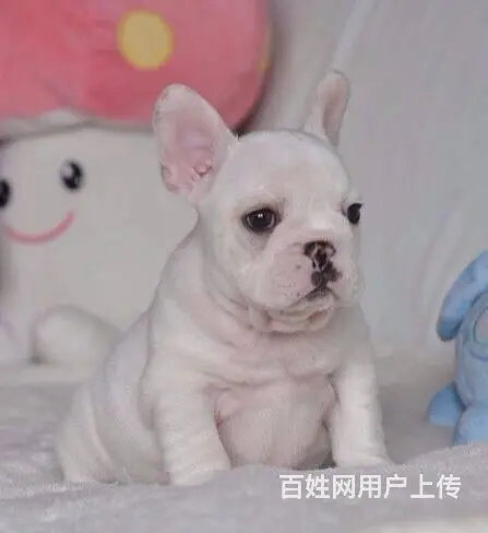 纯种法国斗牛犬幼犬、CKU认证犬舍、签协议可送货 - 图片 7