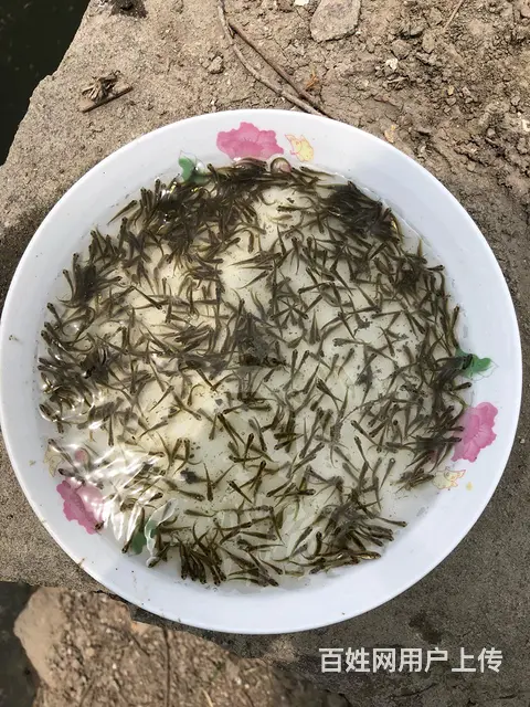 青鱼苗 - 图片 2