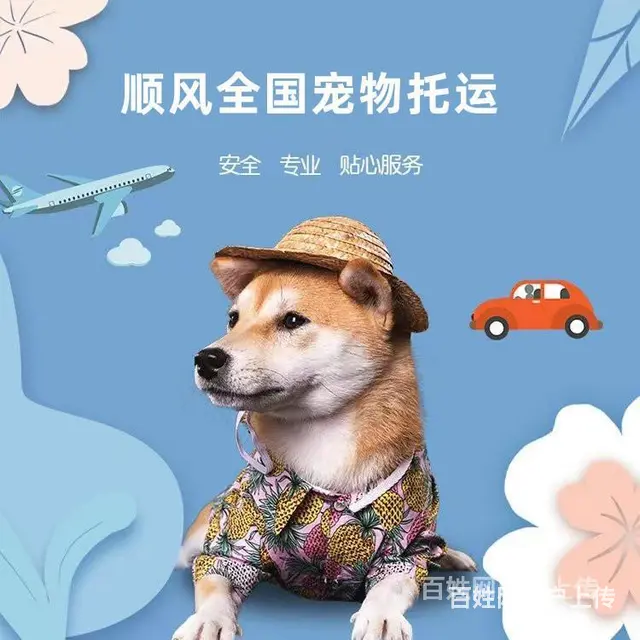 2022安宁市到全国）宠物托运（猫狗）邮寄快递（宠物活体运输 - 图片 5