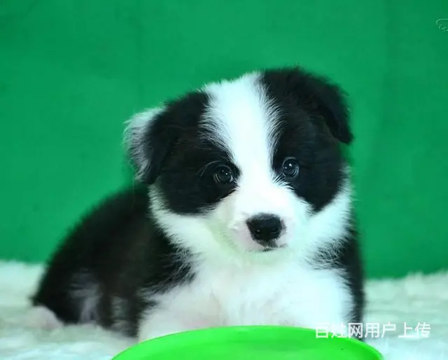 边境牧羊犬 黑白色边牧价格 纯种边牧出售 - 图片 6