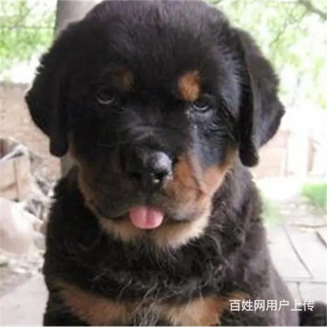 抚州【*推荐】罗威纳犬舍‖罗威纳养殖场 - 图片 1