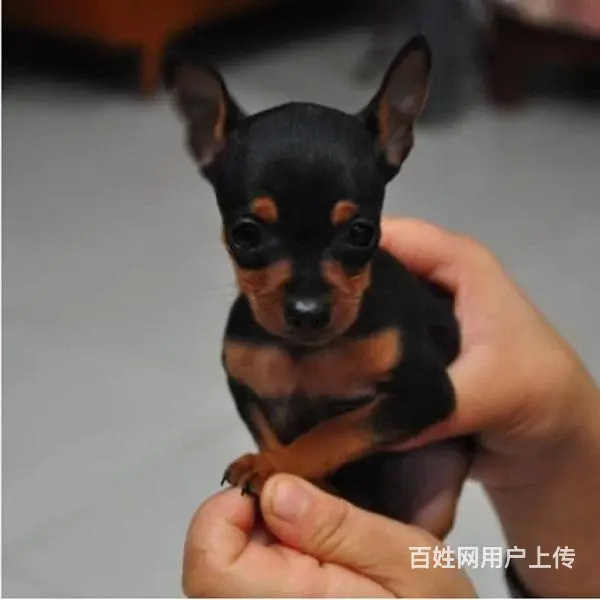 六安纯种小鹿犬视频 养小鹿犬心得体会 - 图片 10