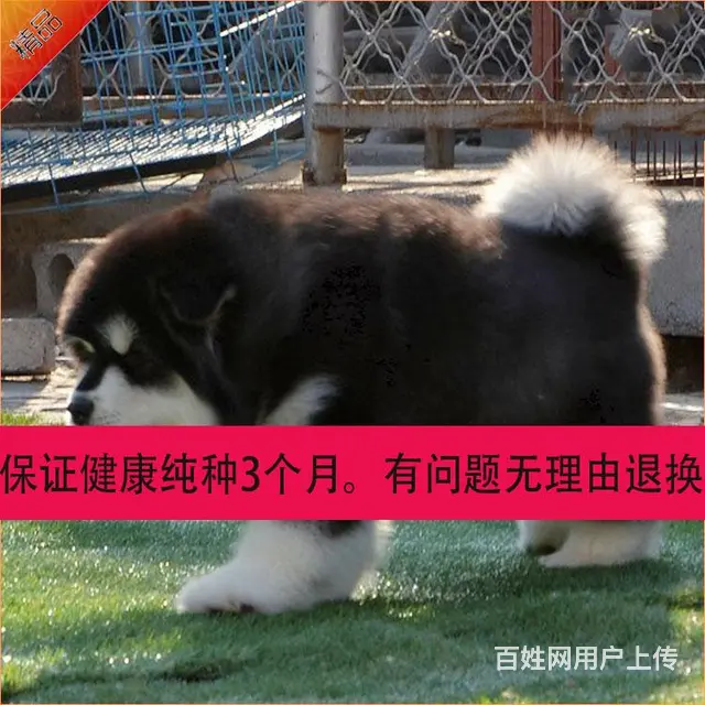 辽阳哪儿有纯种阿拉斯加出生，纯种阿拉斯加价位表 - 图片 11