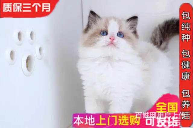 那里有布偶猫卖 海双 蓝双布偶多少 疫苗齐全 - 图片 5