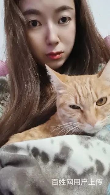 过年拼车安顺到重庆 - 图片