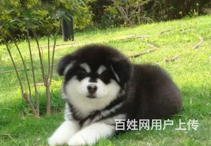 邢台阿拉斯加怎么卖 邢台阿拉斯加价格 阿拉斯加幼犬 - 图片 1