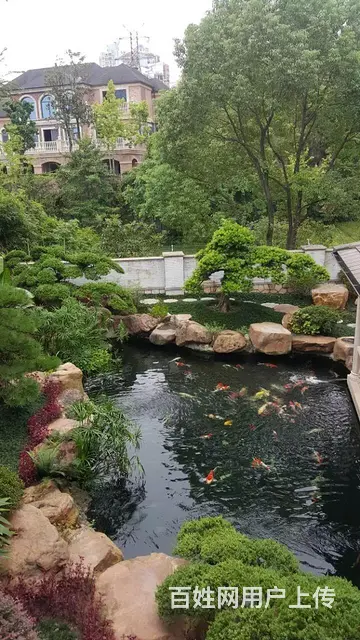 苏州锦鲤鱼批发养殖市场 - 图片 10