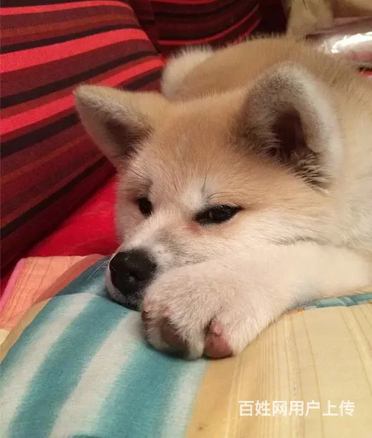 琼海【*推荐】秋田犬舍‖秋田养殖场 - 图片 1