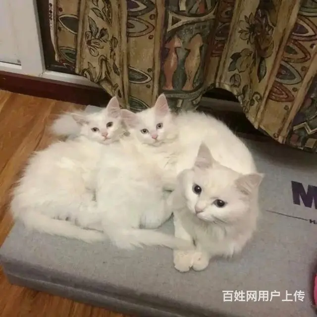 免费赠送一窝小猫咪 - 图片