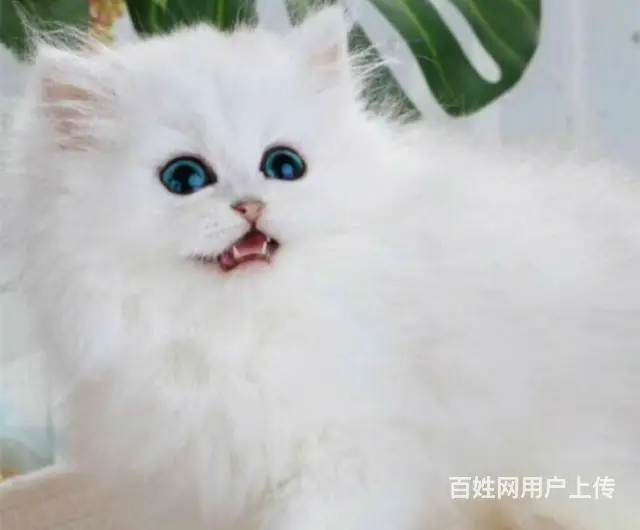 贵州黔南双血统金吉拉猫舍直销 - 图片 11