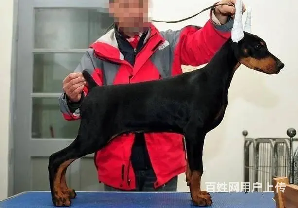 杜宾犬价格_德系杜宾_杜宾犬多少钱_杜宾犬图片 - 图片 4