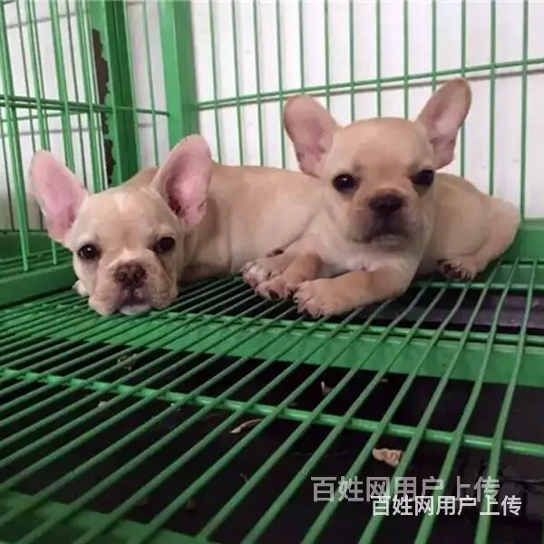 济宁法斗价格哪里有狗场卖法斗 - 图片 8