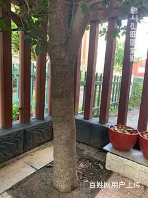 转让桂花树 - 图片 4