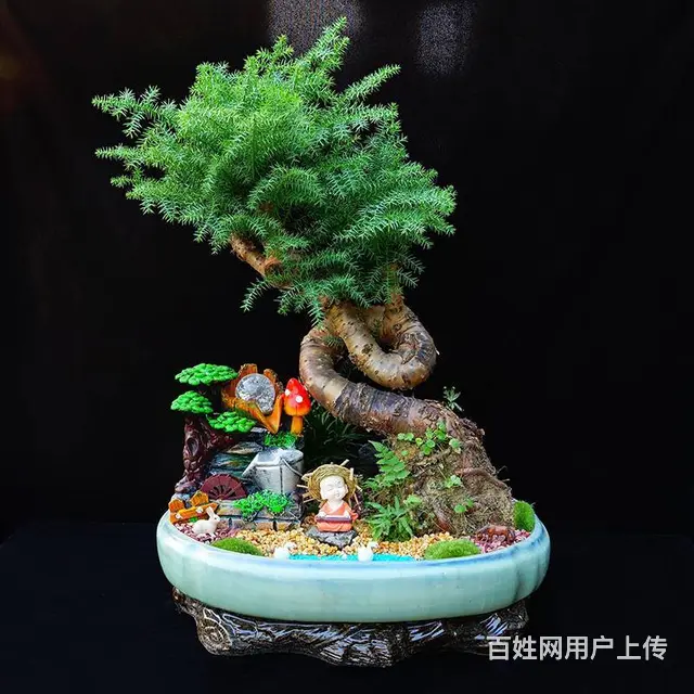 武汉公司花卉室外苗木商场绿植，武汉工厂盆栽价格单位 - 图片
