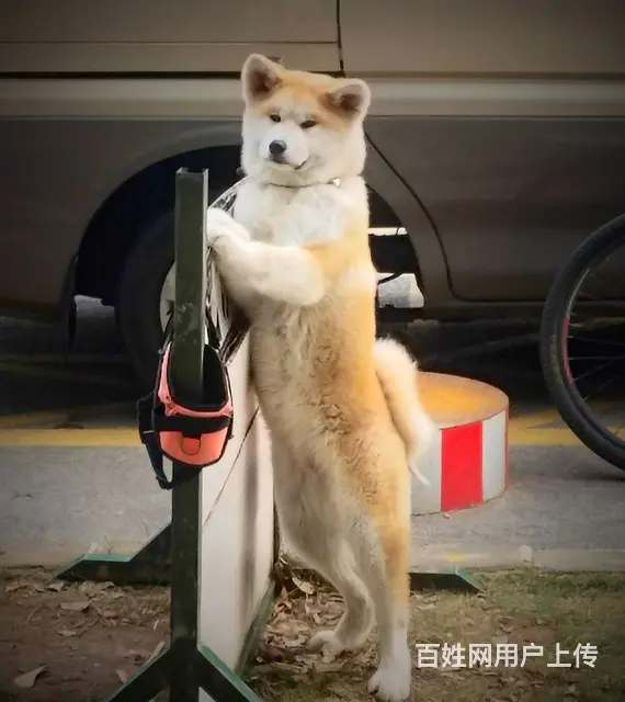 狗狗咬人/护食/爆冲/仆人如何选择训练 - 图片