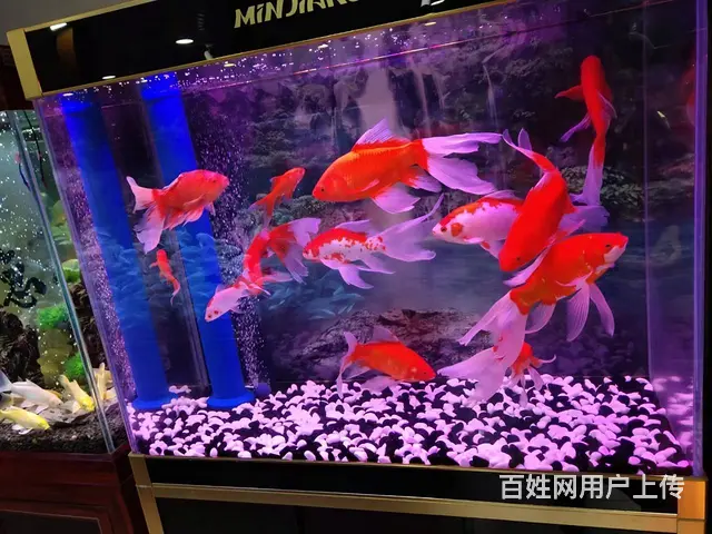 呈贡地区鱼缸清洗维修服务 - 图片 1