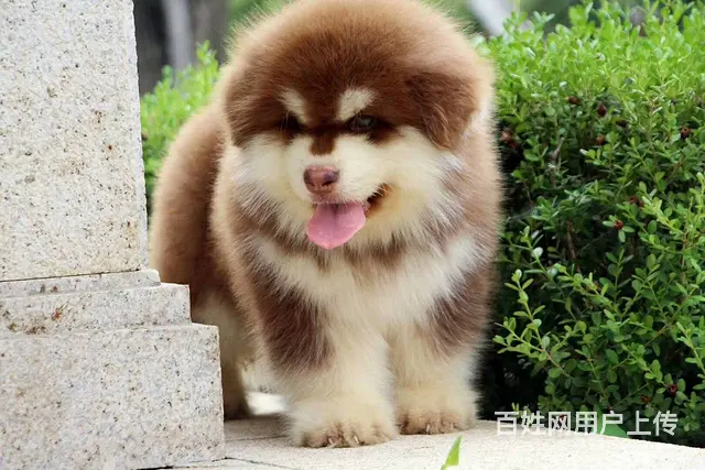 双血统巨型阿拉斯加幼犬 低价质保出售 签署保证协议 - 图片 3