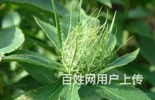 湖北百草堂苍术种植在绿水青山间，播种农业希望与未来 - 图片 1