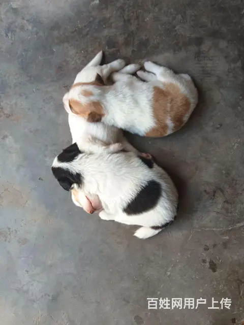 【搞定了！】便宜出售柯基犬 - 图片 2